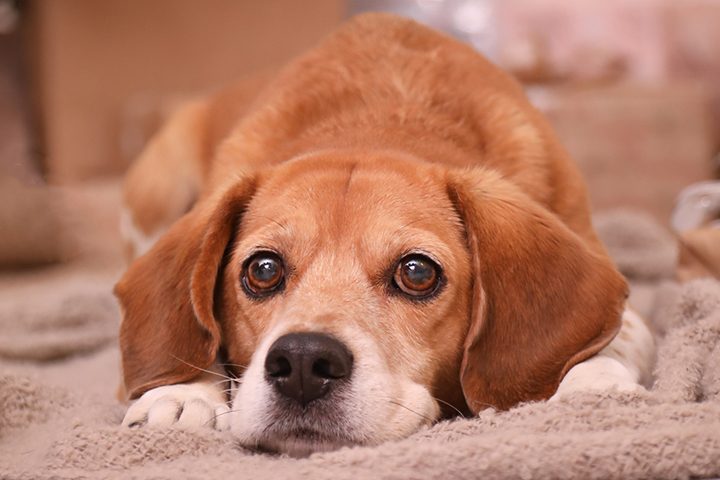 idos-kutya-taplalasa