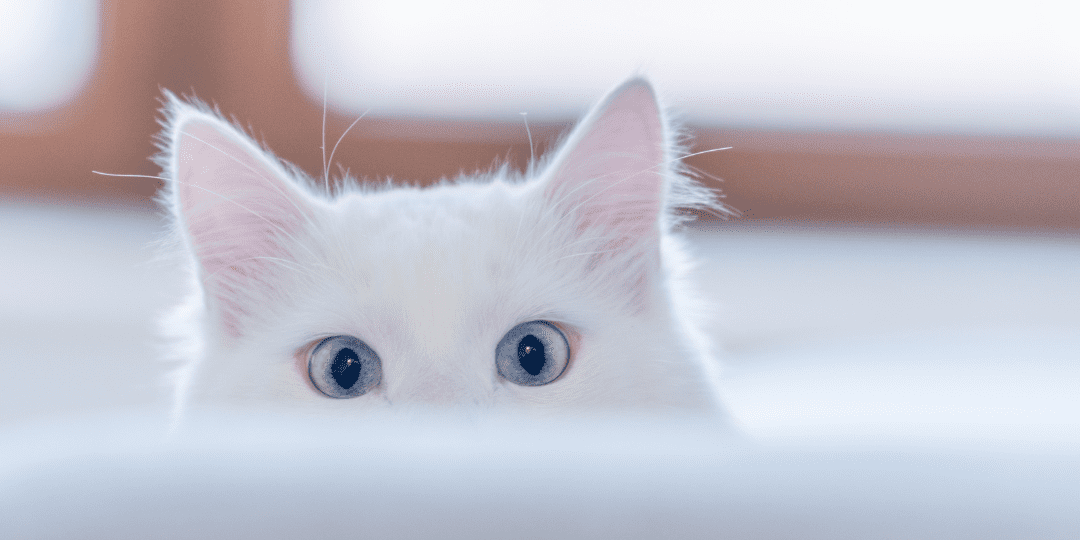 Untitled-design-35-1080×675