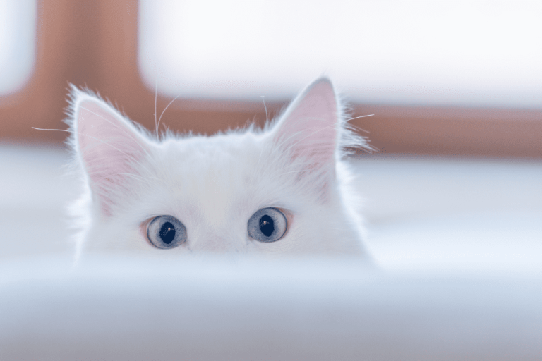 Untitled-design-35-1080×675