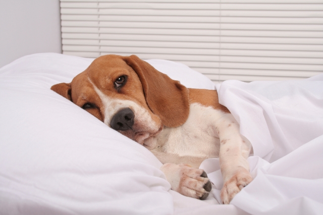 Cute dog in bed