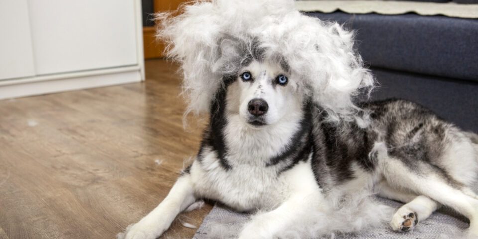 GettyImages-1325072879-1-960×640