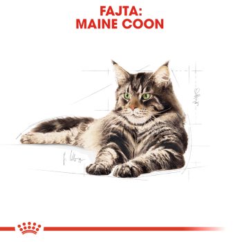 Royal Canin Maine Coon Adult szárazeledel - Image 2