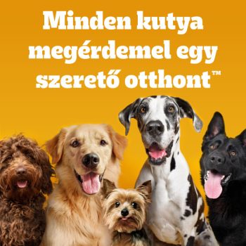 Pedigree száraztáp marhával és zöldségekkel felnőtt kutyák számára - Image 8